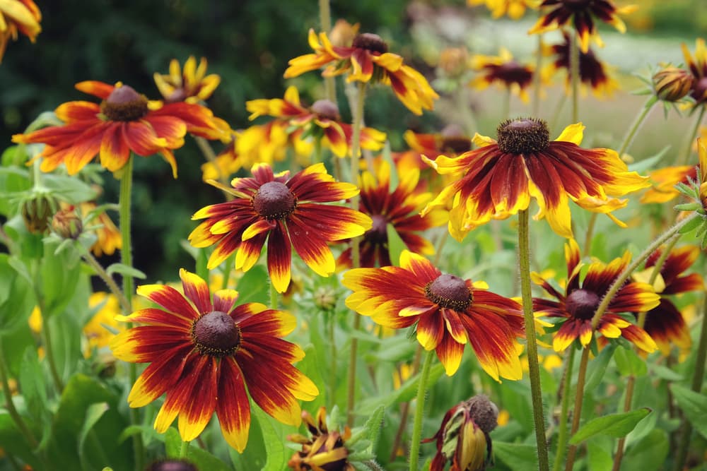Non-GMO Orange Rudbeckia seeds