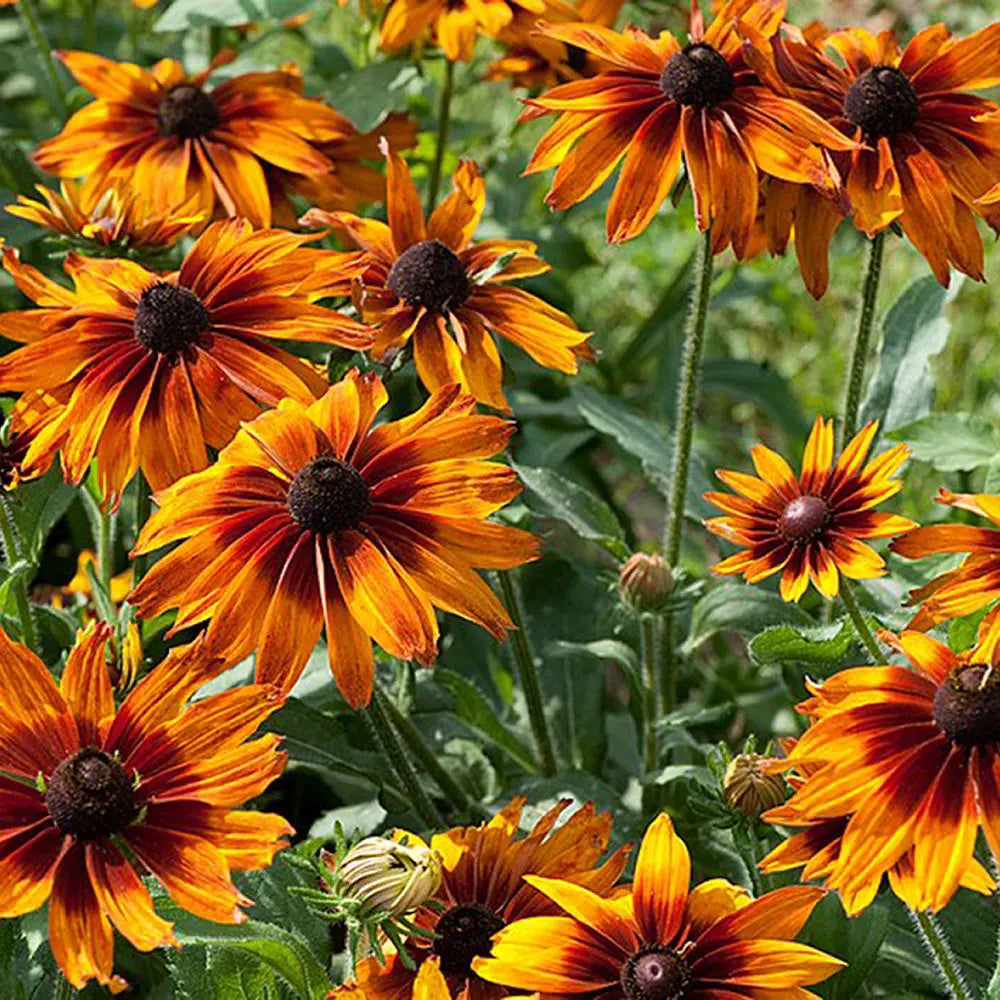 Ornamental Orange Rudbeckia plant