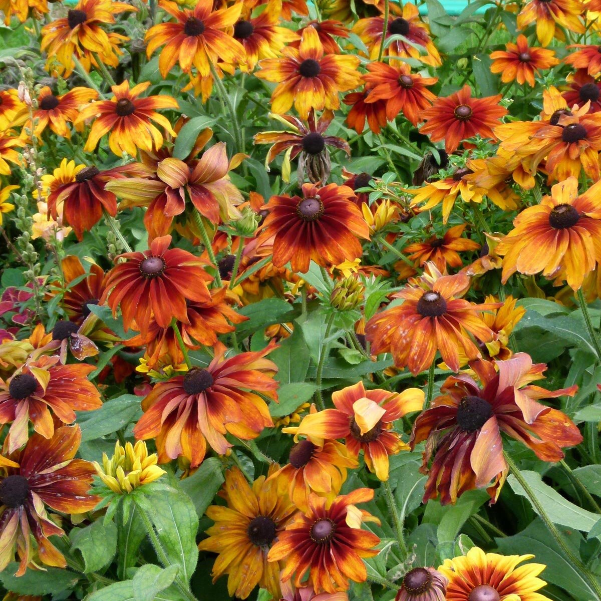 Butterflies visiting orange Rudbeckia blooms