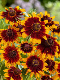 Orange Rudbeckia flower seeds for planting