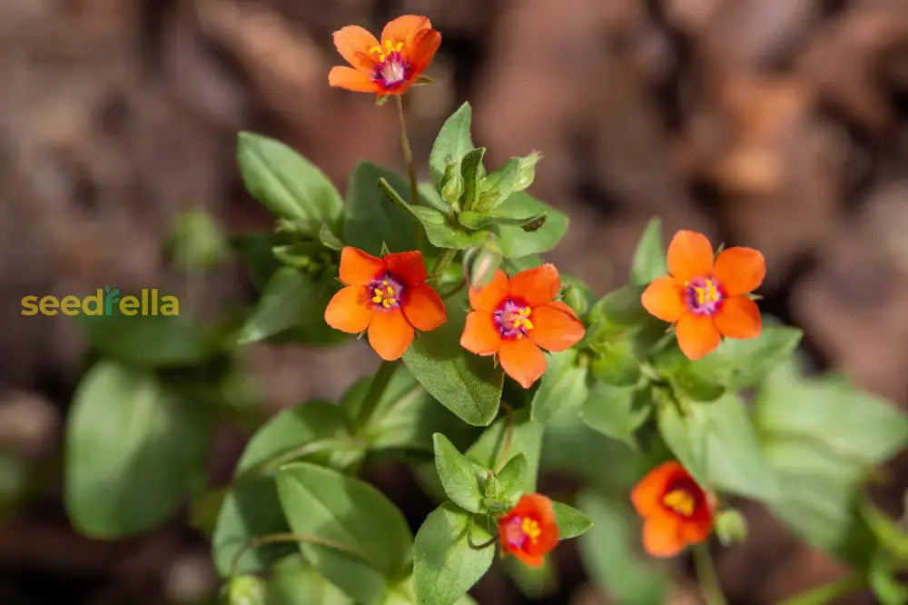 Non-GMO Scarlet Pimpernel seeds
