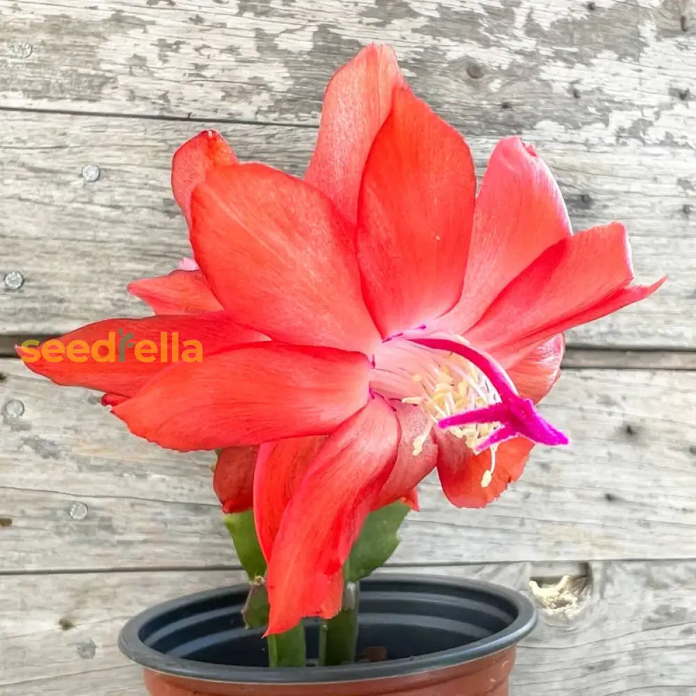 Ornamental Orange Schlumbergera flowering plant