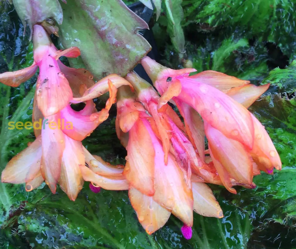 Orange Schlumbergera flower planting seeds