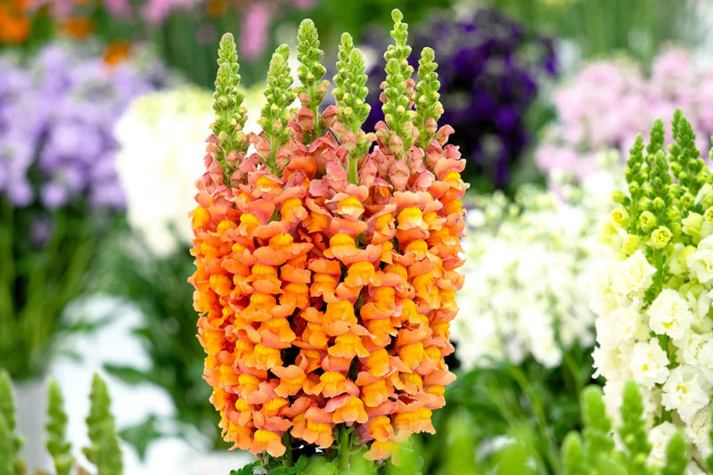 Orange Snapdragon flower seeds for planting