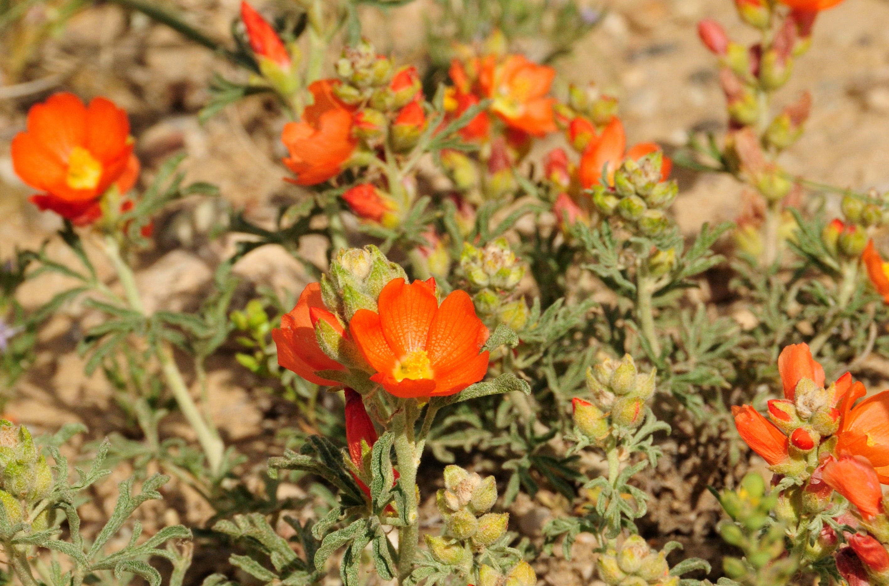 Ornamental Orange Sphaeralcea flowering plant