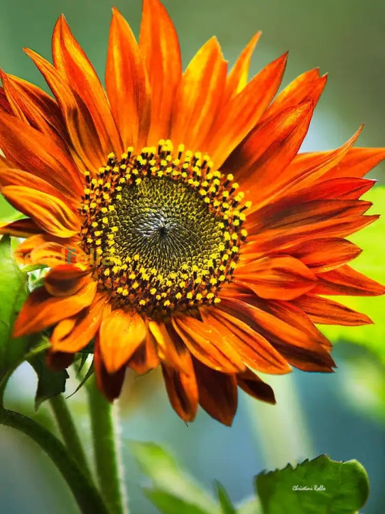 Ornamental Orange Sunflower plant
