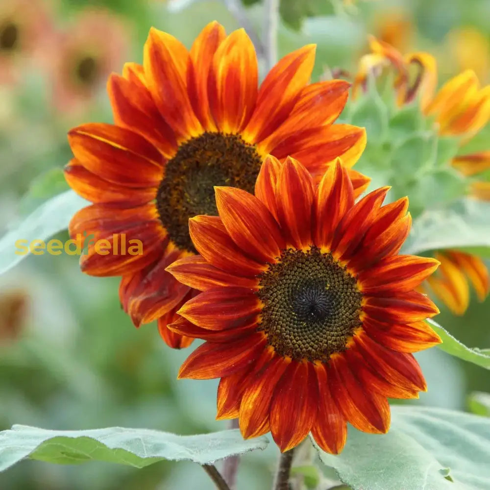 Orange Sunflower seeds for planting