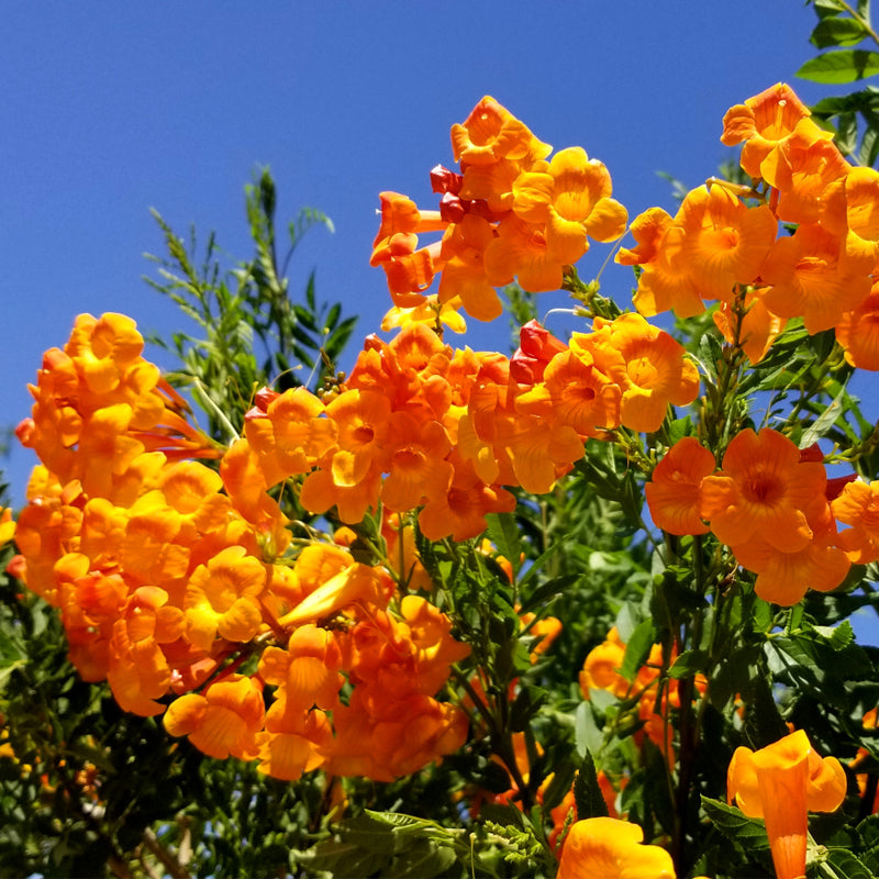 Orange Tecoma Jubilee climbing on pergola