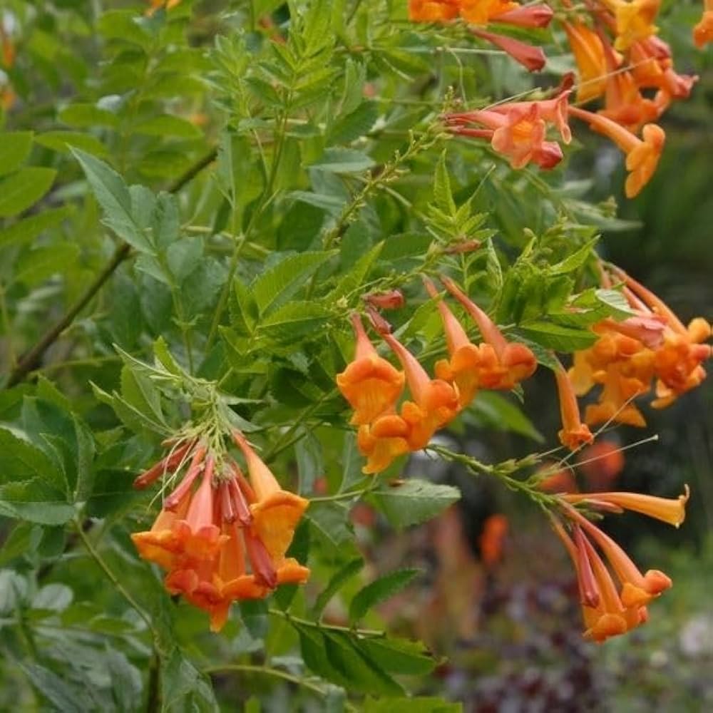 Non GMO Orange Tecoma Jubilee seeds