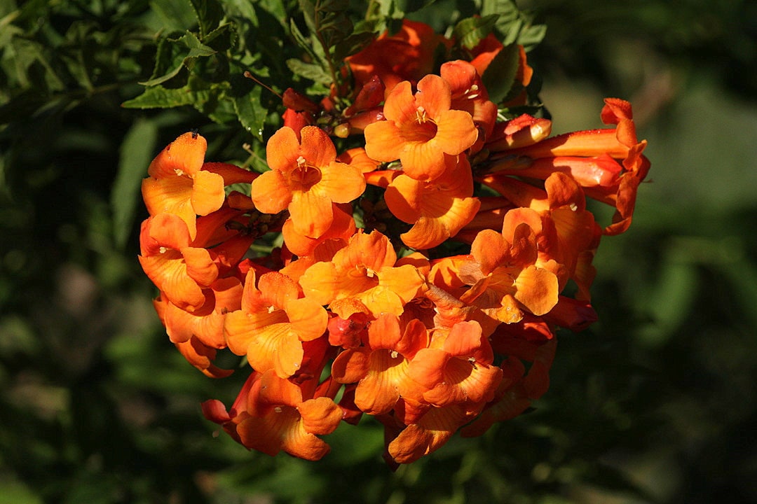 Ornamental Orange Tecoma Jubilee flowering plant