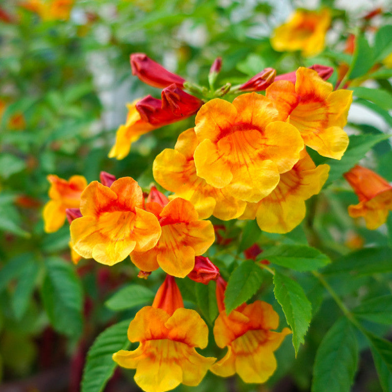 Orange Tecoma Jubilee seeds for vibrant flower planting