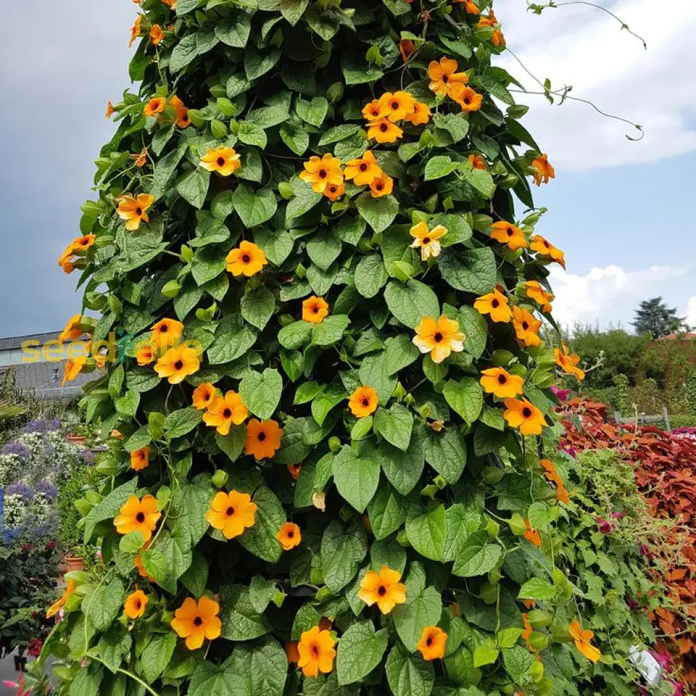 Ornamental Orange Thunbergia flowering vine