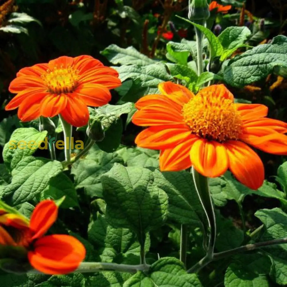 Orange Tithonia flower seeds for planting