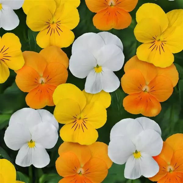 Orange Viola Sorbet in container garden