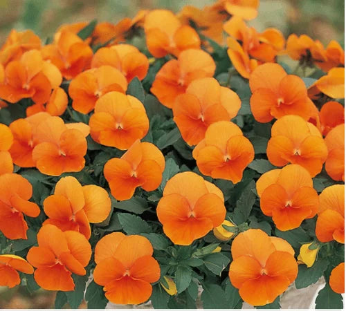 High germination Orange Viola Sorbet seeds