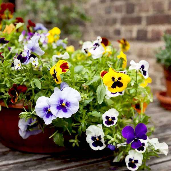Ornamental Orange Violet Pansy flowering plant
