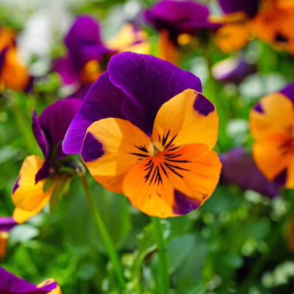 Vibrant Orange Violet Pansy seeds for planting