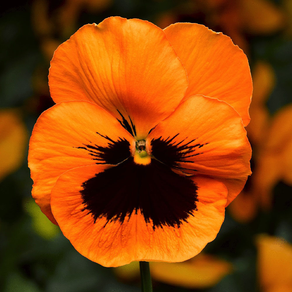 Orange Violet Pansy in winter garden