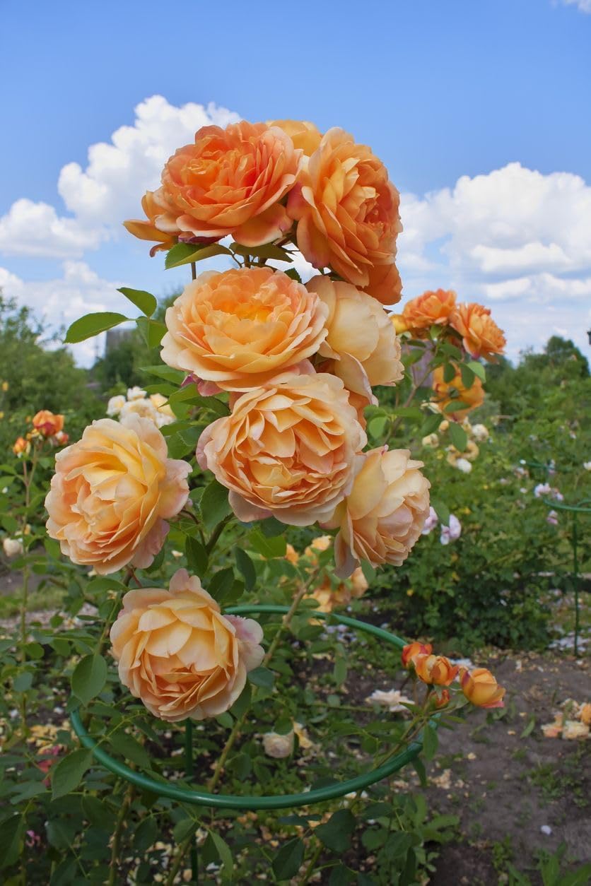 Non GMO Orange White Rose seeds