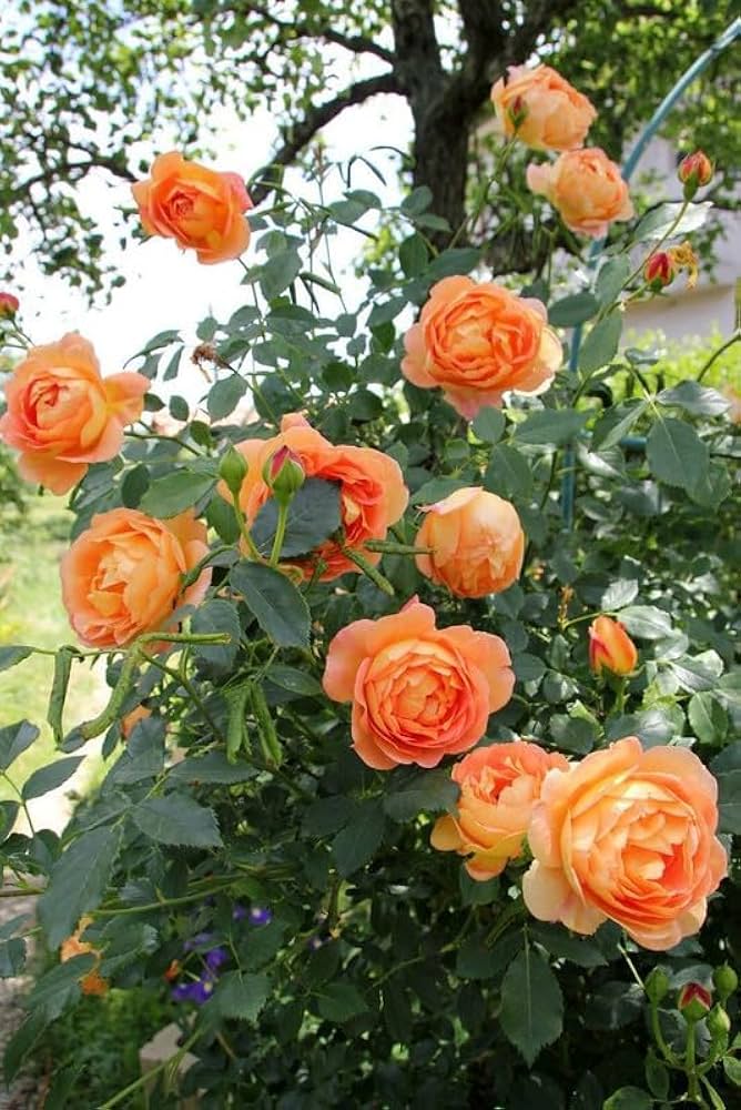 Ornamental Orange White Rose flowering plant