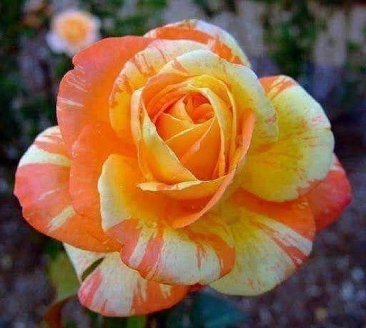 Orange White Rose seeds for planting