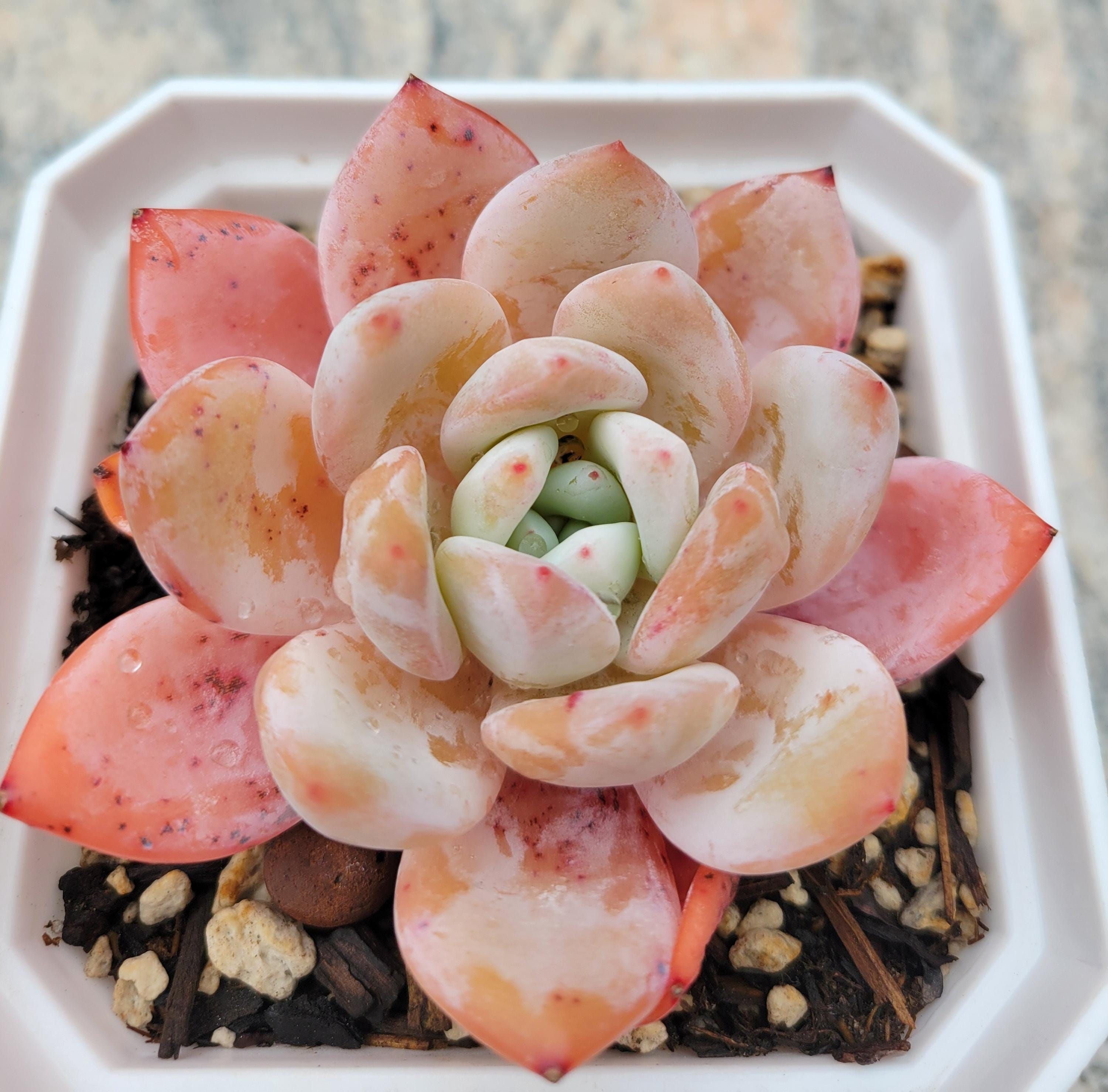 Orange Echeveria Succulent Plants for Garden