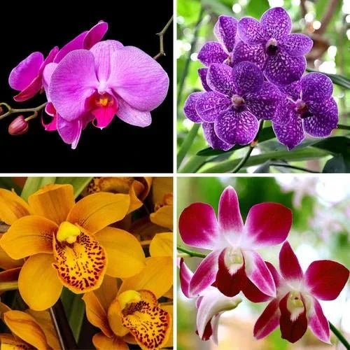 Mixed orchid garden seeds for indoor planting