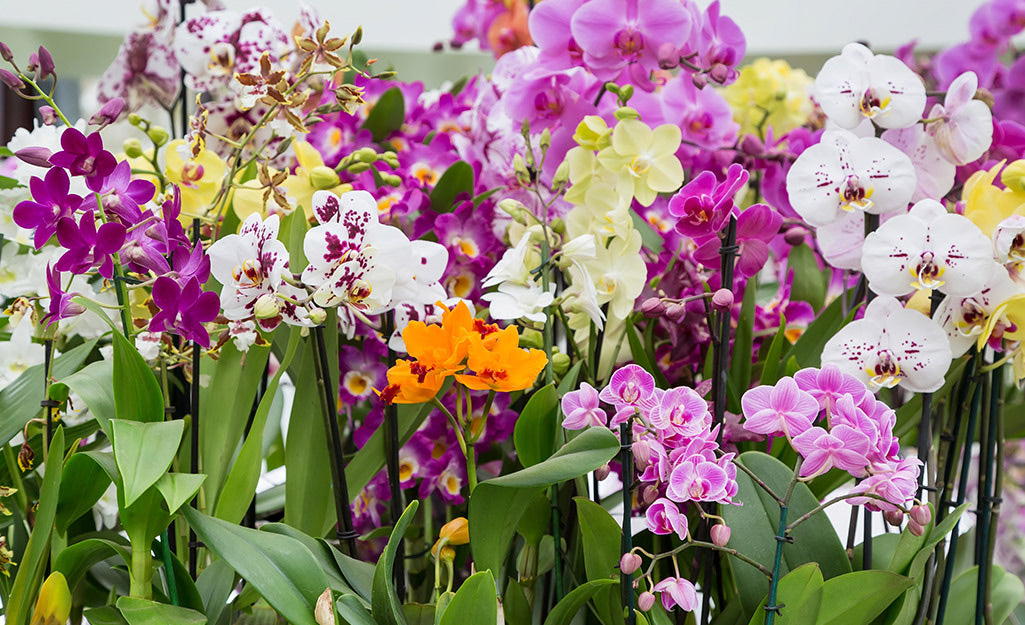 Mixed orchid seeds for pots and small containers