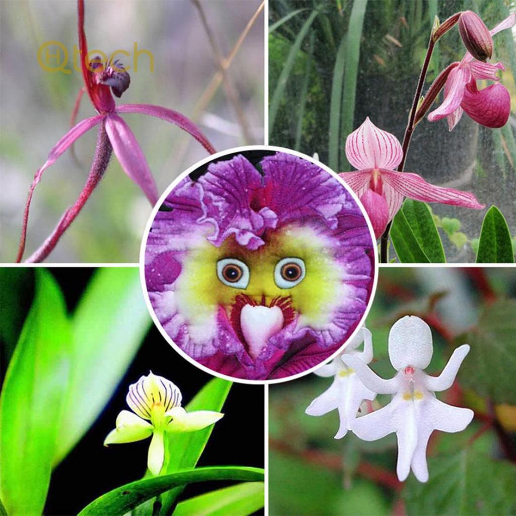 Non GMO Baby Pink Face orchid planting seeds
