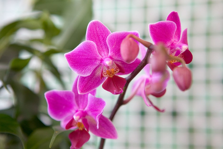 Ornamental mixed orchid seeds for indoor décor