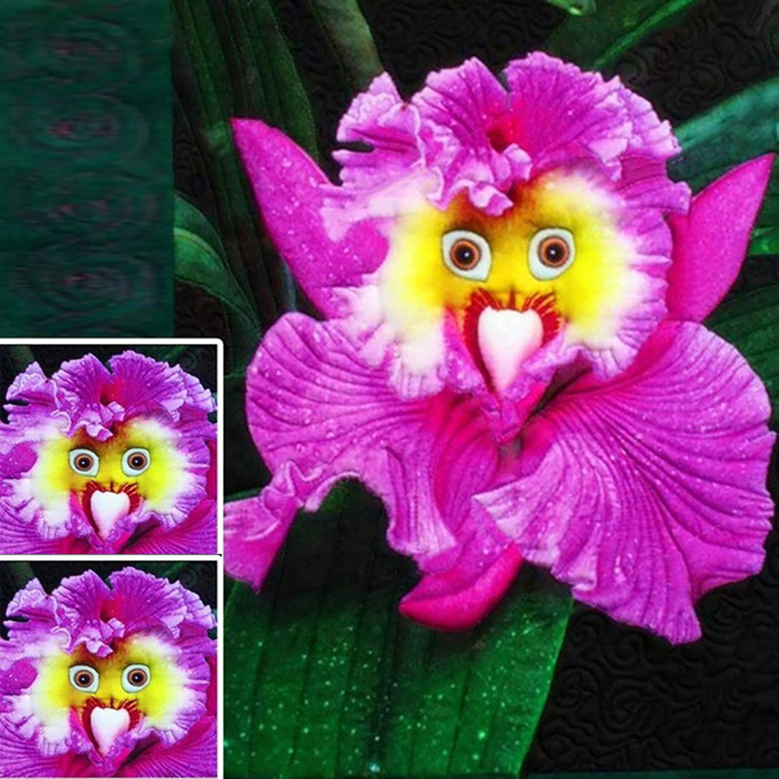  Baby Pink Face orchid seeds for planting