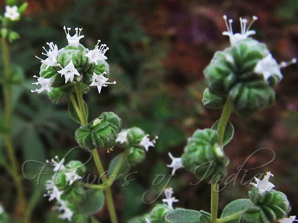 Blooming Sweet Marjoram with pale flowers