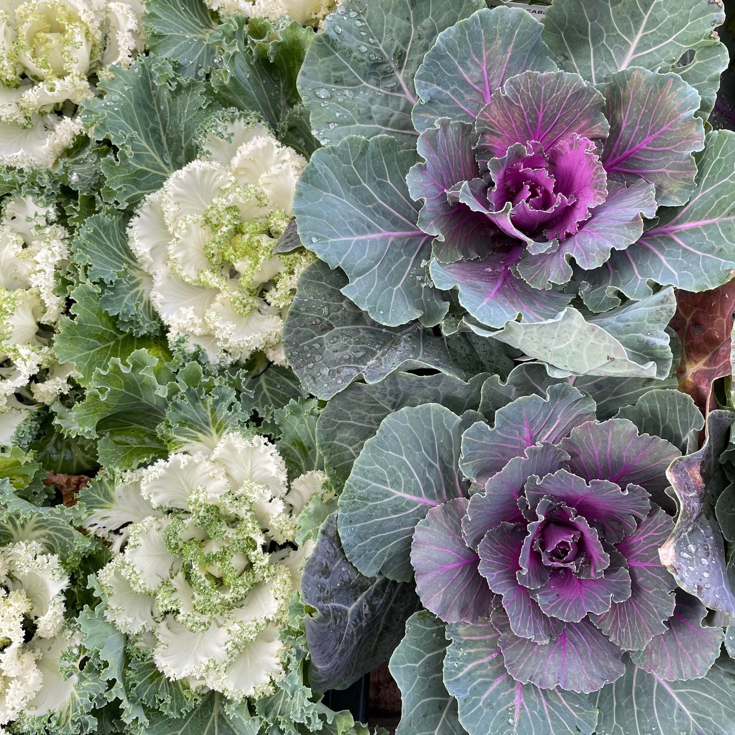 Red Brassica Oleracea Flower Seeds For Planting