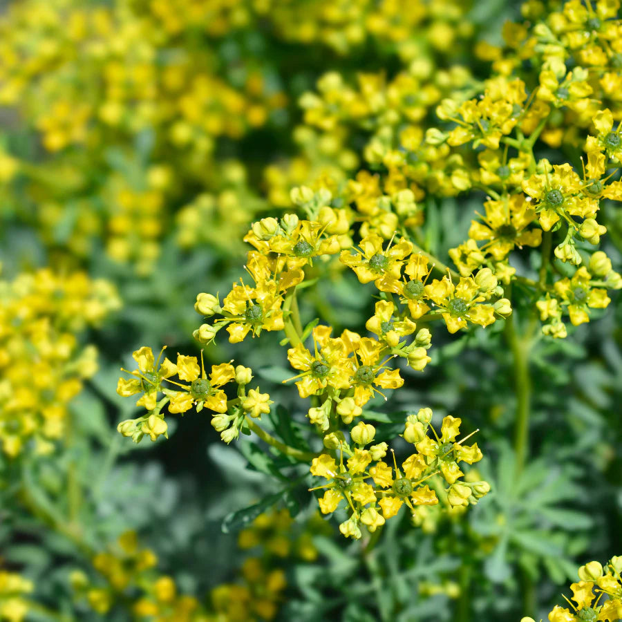 Ornamental Ruta Graveolens Garden Plants