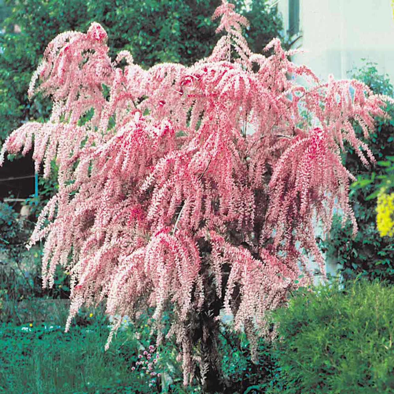 Ornamental Tamarix Ramosissima Shrub Seeds