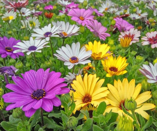 Osteospermum Flower Seeds Mix For Easy Planting