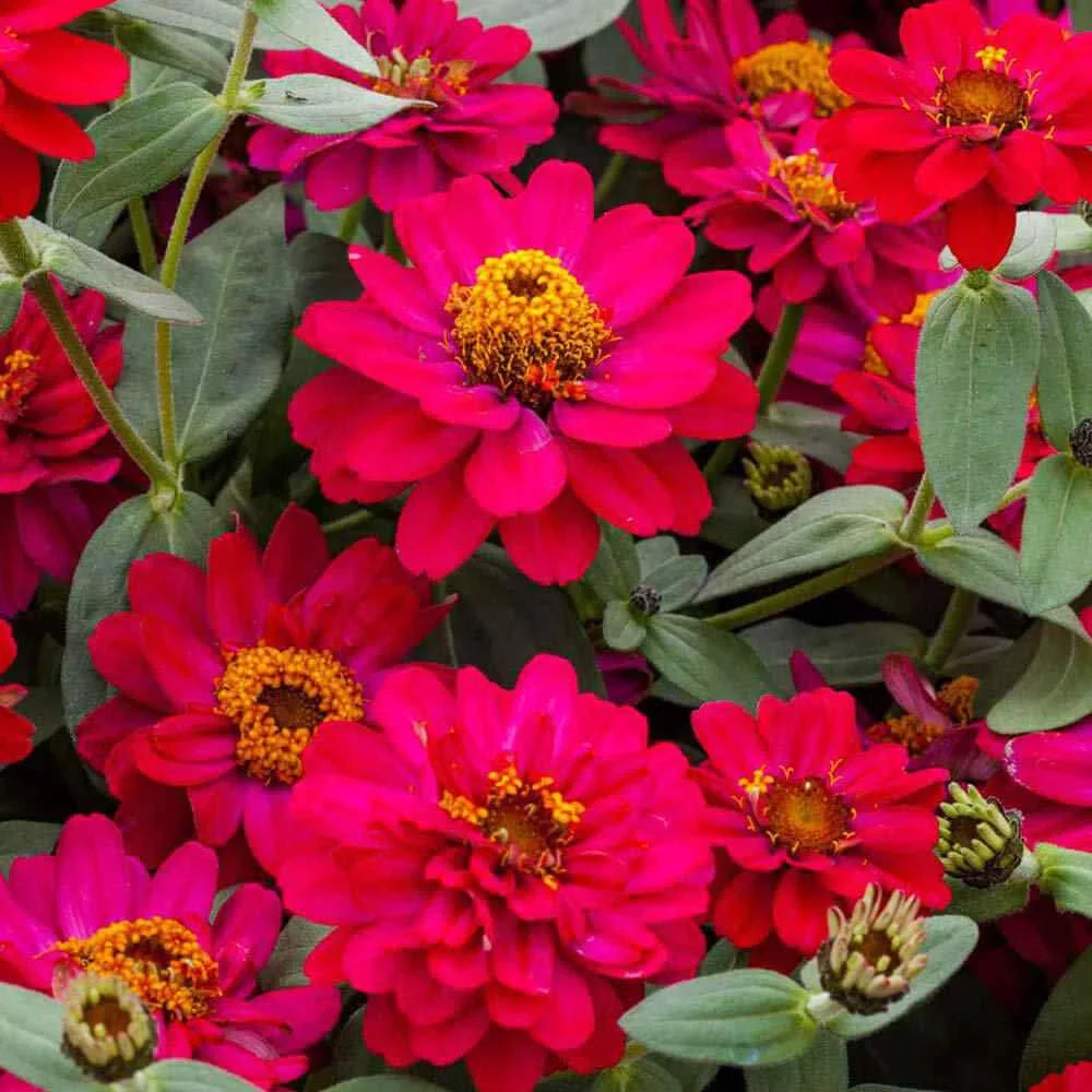 Pink Marigold Seeds: Add Colorful Beauty To Your Garden Flower Seeds