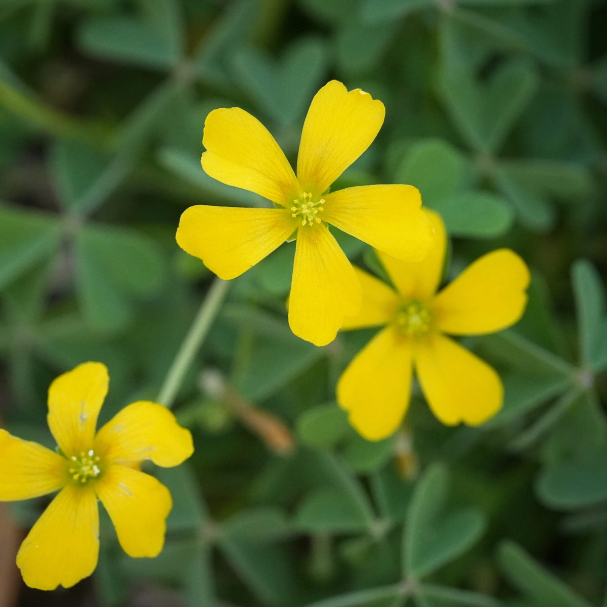 Yellow Oxalis Laciniata Flower seeds for Planting - Garden Favorite, Heirloom & GMO Free Seeds for Home Garden
 
 Sale for planting in home garden