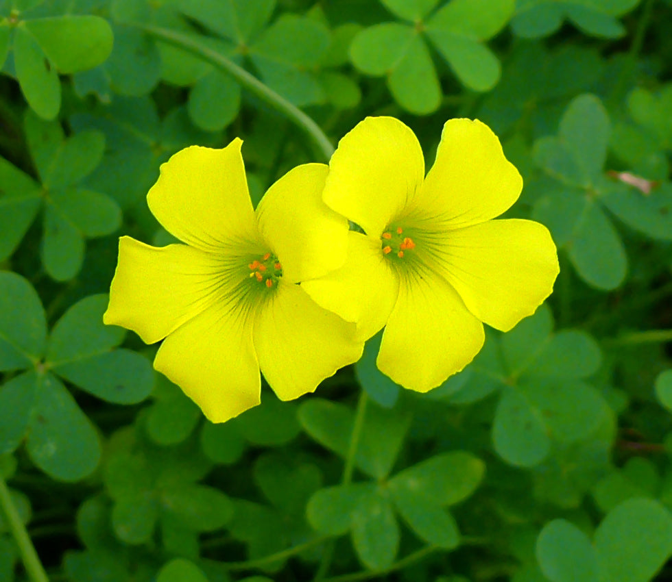 African Oxalis Flower Seeds For Exotic Gardens | Premium Planting