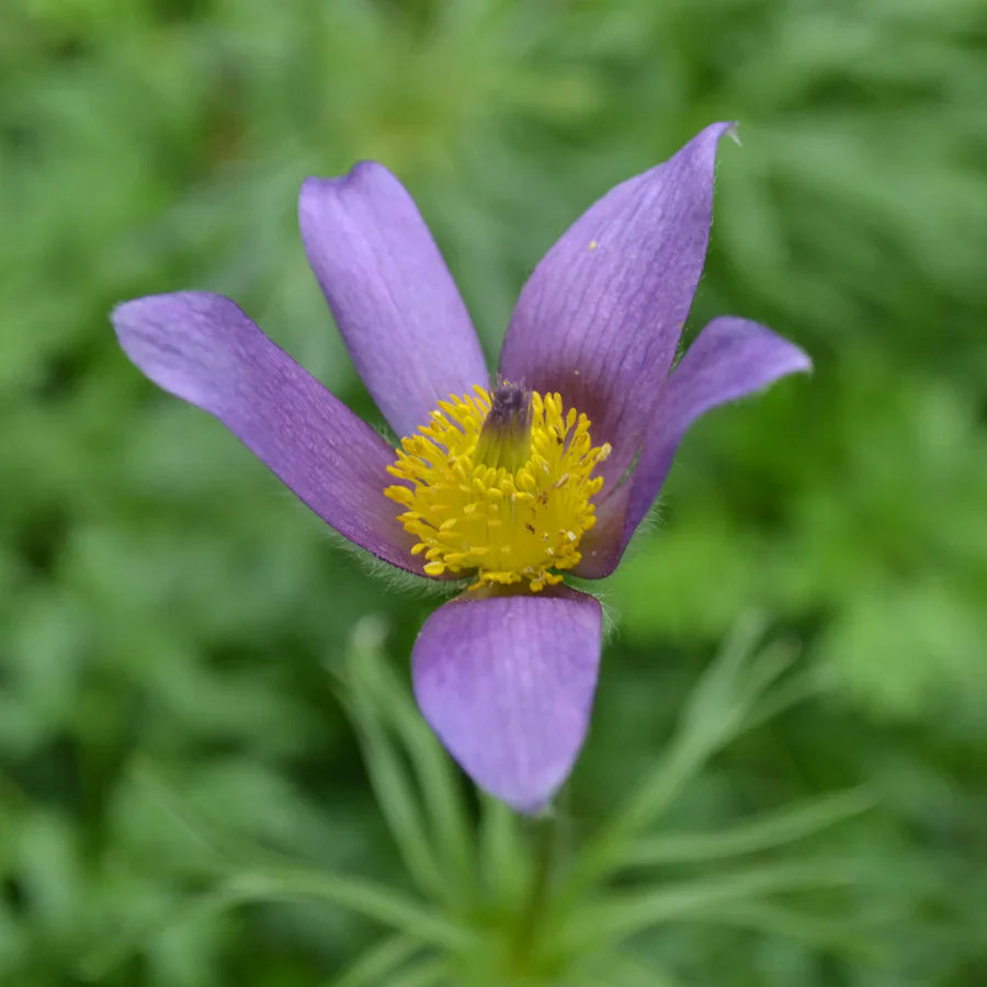 Pasque Flower seeds for Planting - Cottage Garden Essential, Heirloom & GMO Free Seeds for Home Garden
 
 Sale seeds for planting in home garden