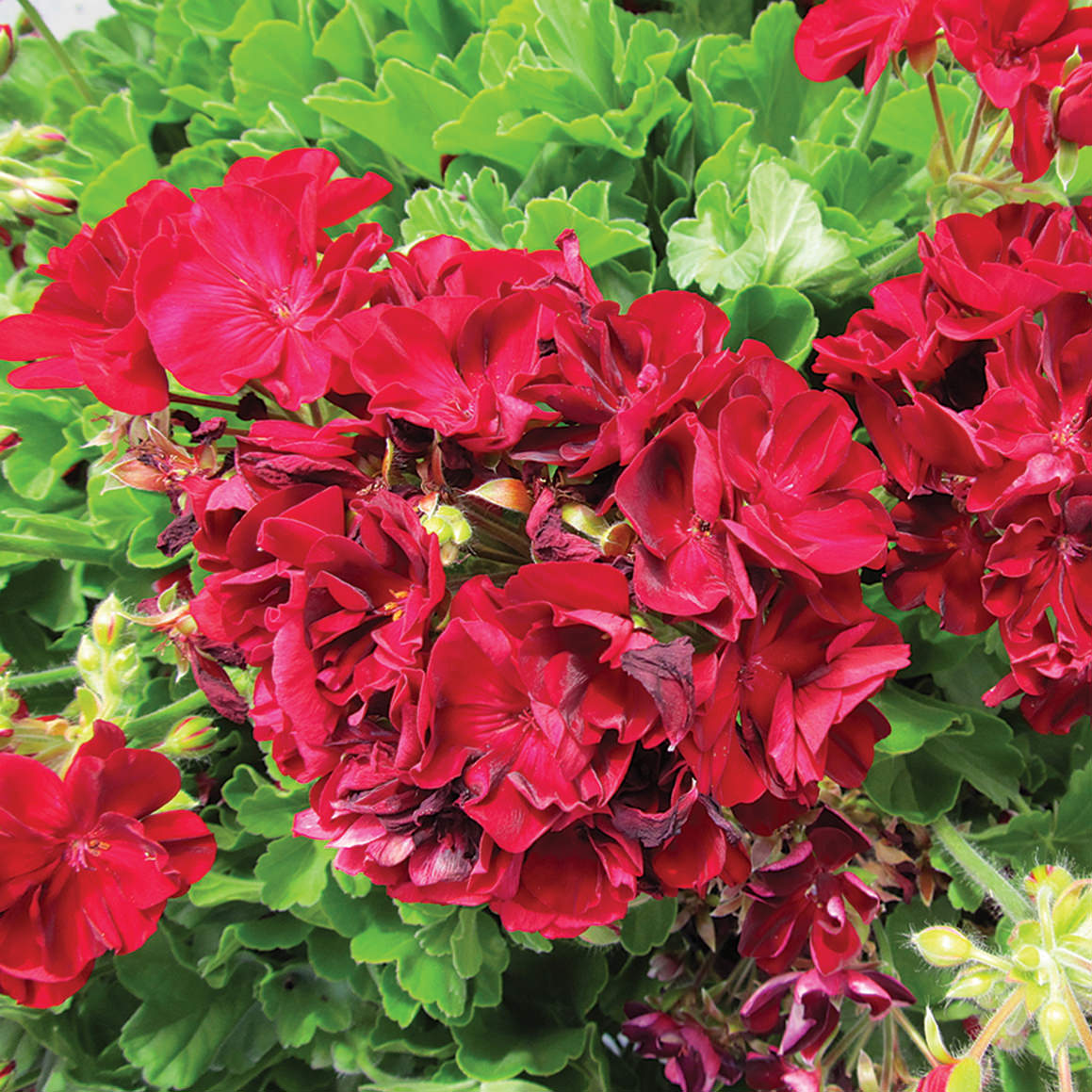 Burgundy Petals Geranium Flower Seeds Planting