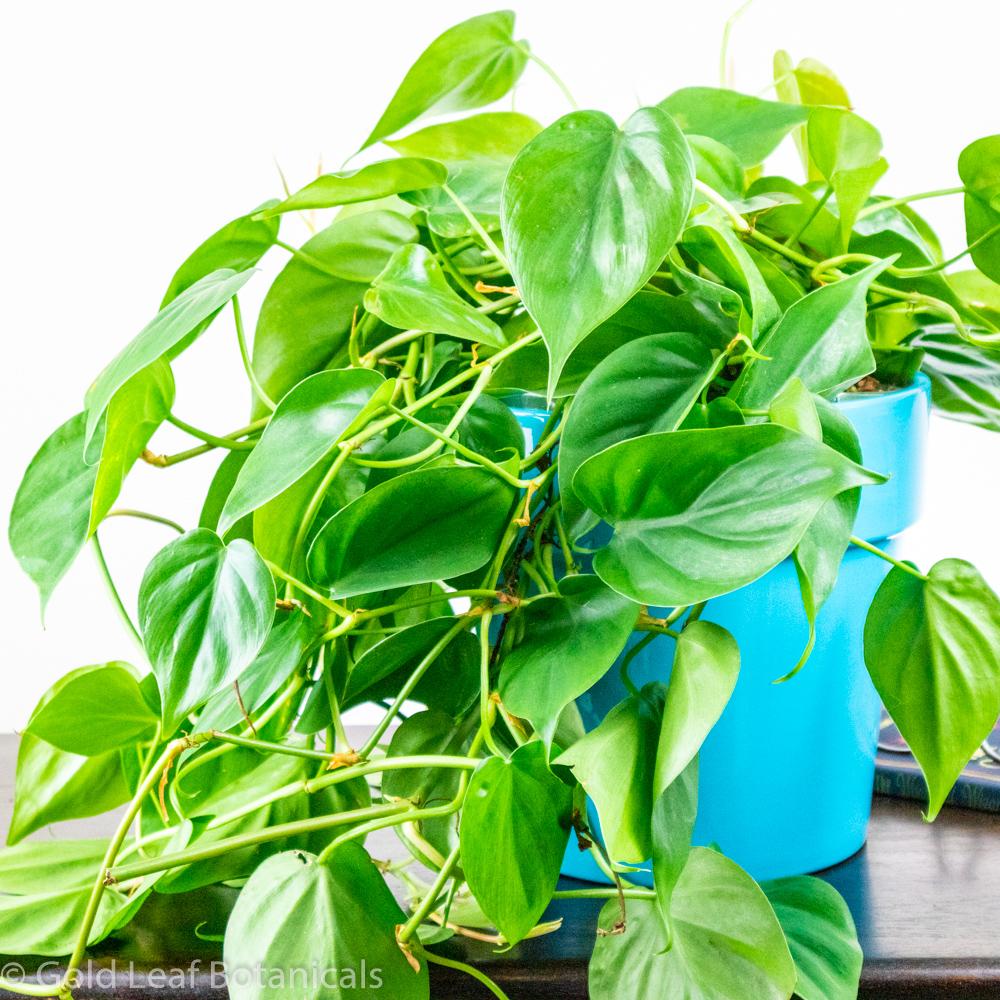 Philodendron Plant Seeds For Colorful Green Planting Seeds