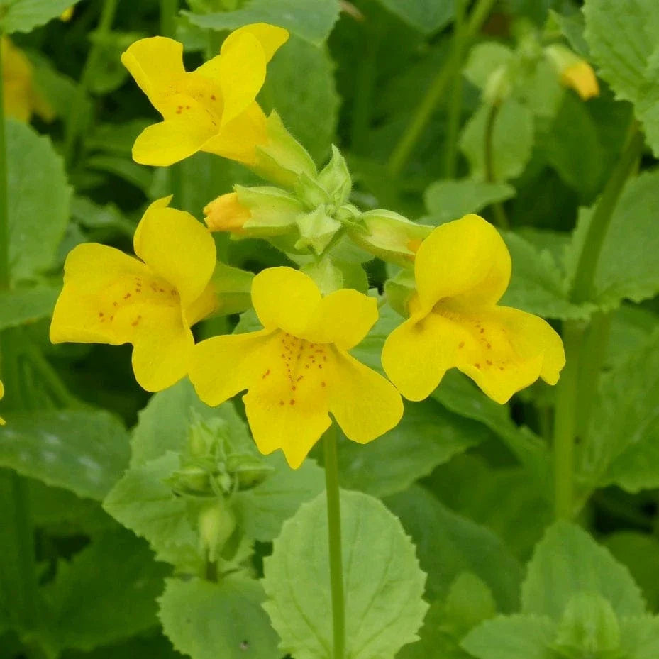 Mimulus Guttatus Flower seeds for Planting Drought Tolerant Heirloom & GMO Free Seeds for Home Garden 
 
 Sale for planting in home garden