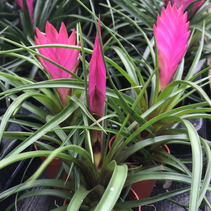 Pink Tillandsia Cyanea Flower seeds for Planting - Vibrant Colors, Heirloom & GMO Free Seeds for Home Garden
 
 Sale for planting in home garden