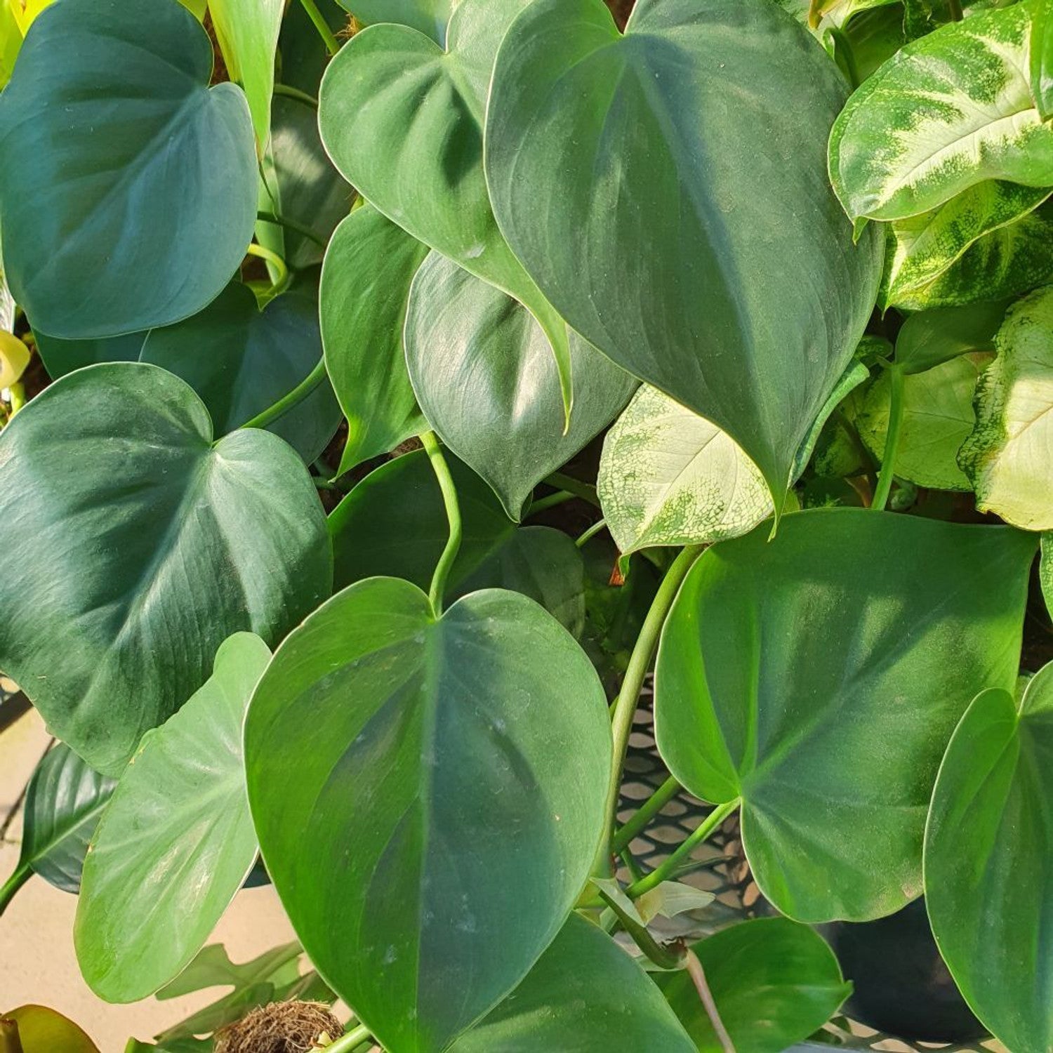 Philodendron Plant Seeds For Colorful Green Planting Seeds