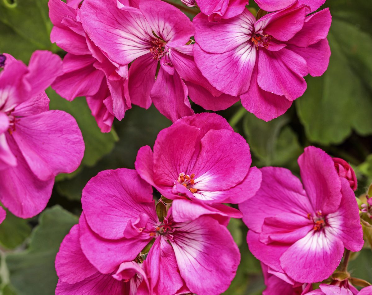 Dark Pink Geranium Flower Seeds For Planting