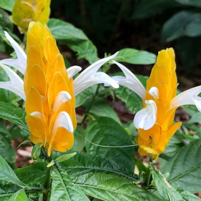 Lutea Flower seeds for Planting - Cut Flower Favorite, Heirloom & GMO Free Seeds for Home Garden
 
 Sale for planting in home garden