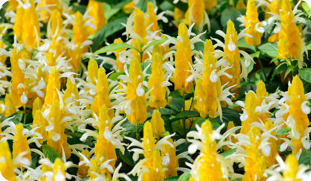 Yellow Pachystachys Lutea flowering seeds for gardens