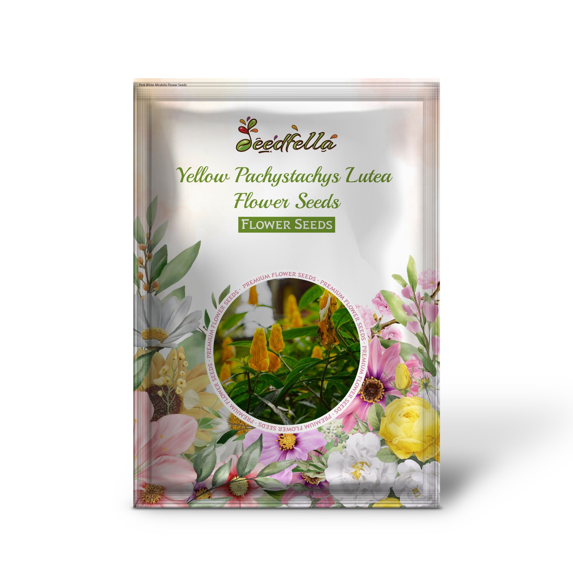 Yellow Pachystachys garden seeds for outdoor planting