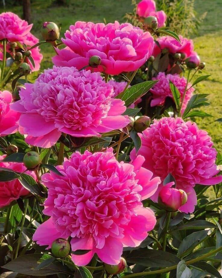 Tree Peony flowering seeds for gardens